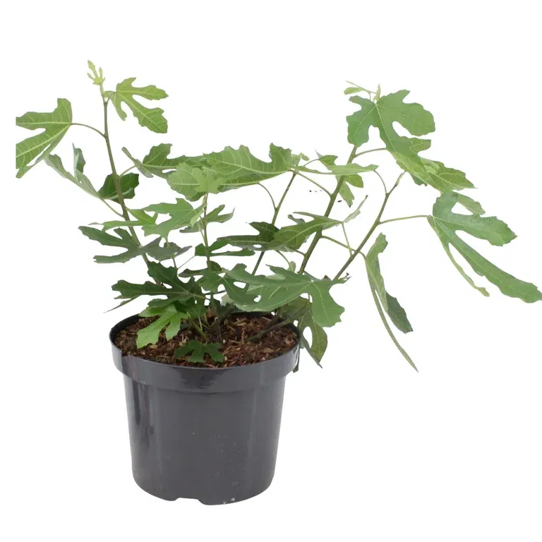 Fikon LITTLE MISS FIGGY