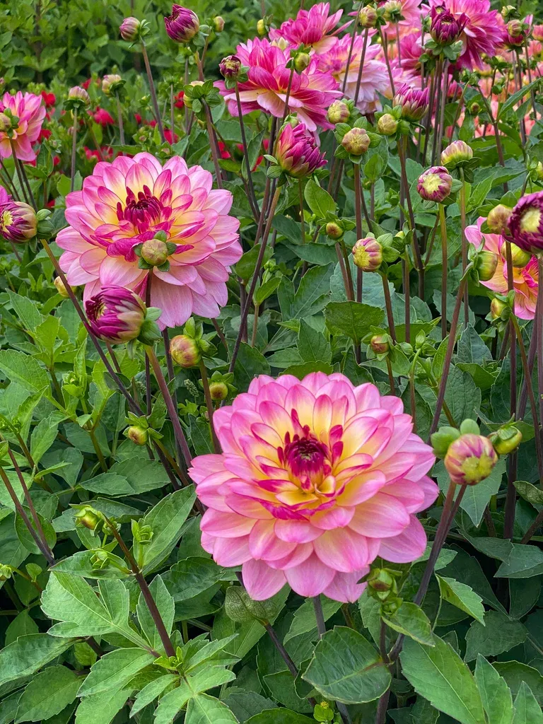 Dekorativdahlia 'Zingaro'