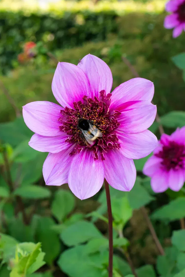 Anemondahlia 'Blue Bayou'