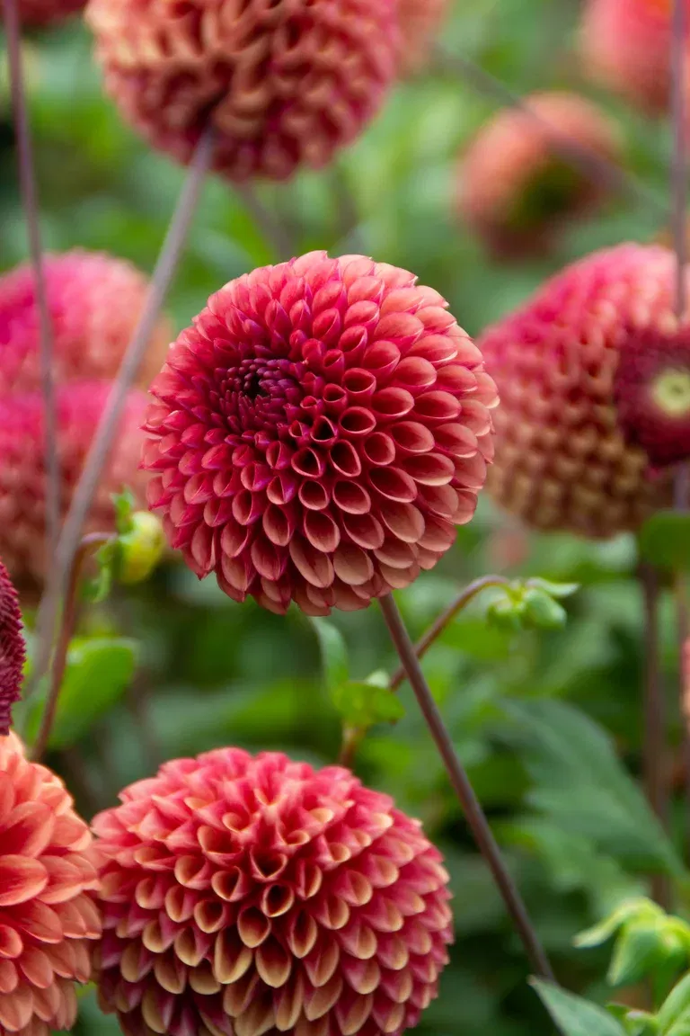 Pompondahlia 'Copper Boy'