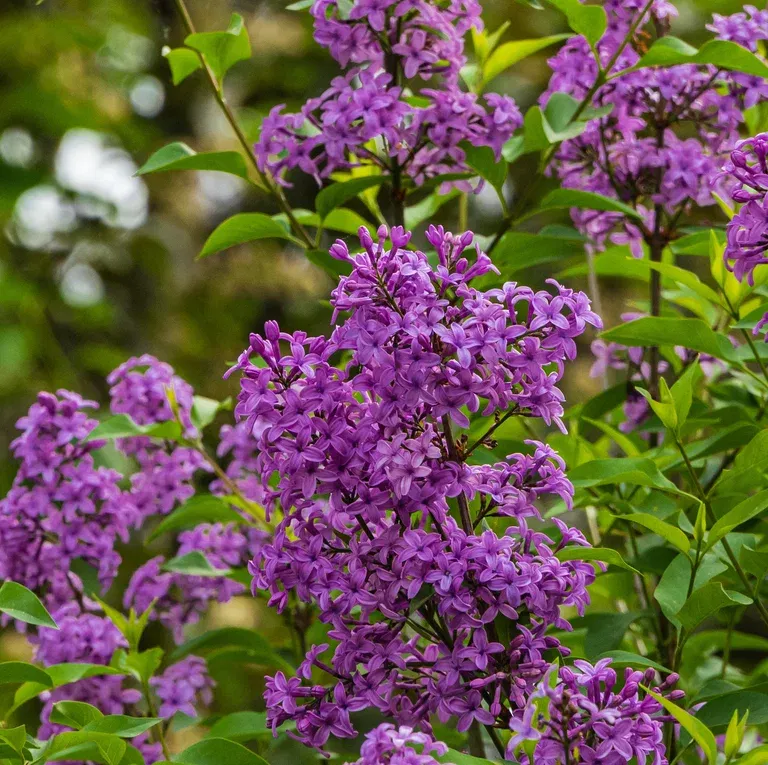 Dvärgsyren BLOOMERANG® DARK PURPLE på stam