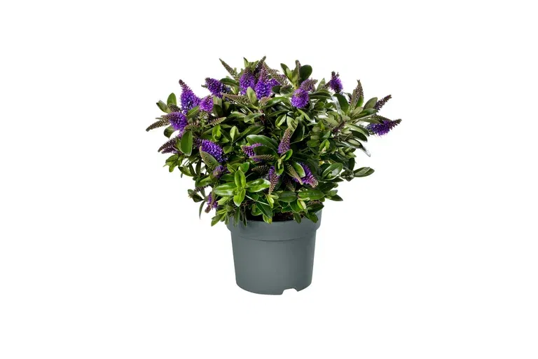 Hebe Andersonii Plant