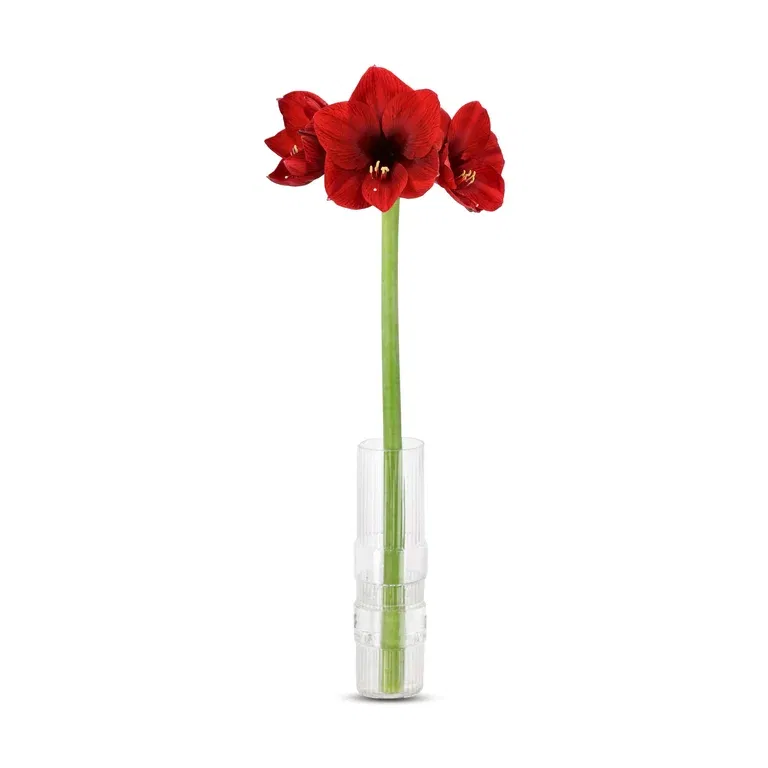 Amaryllis Dark red