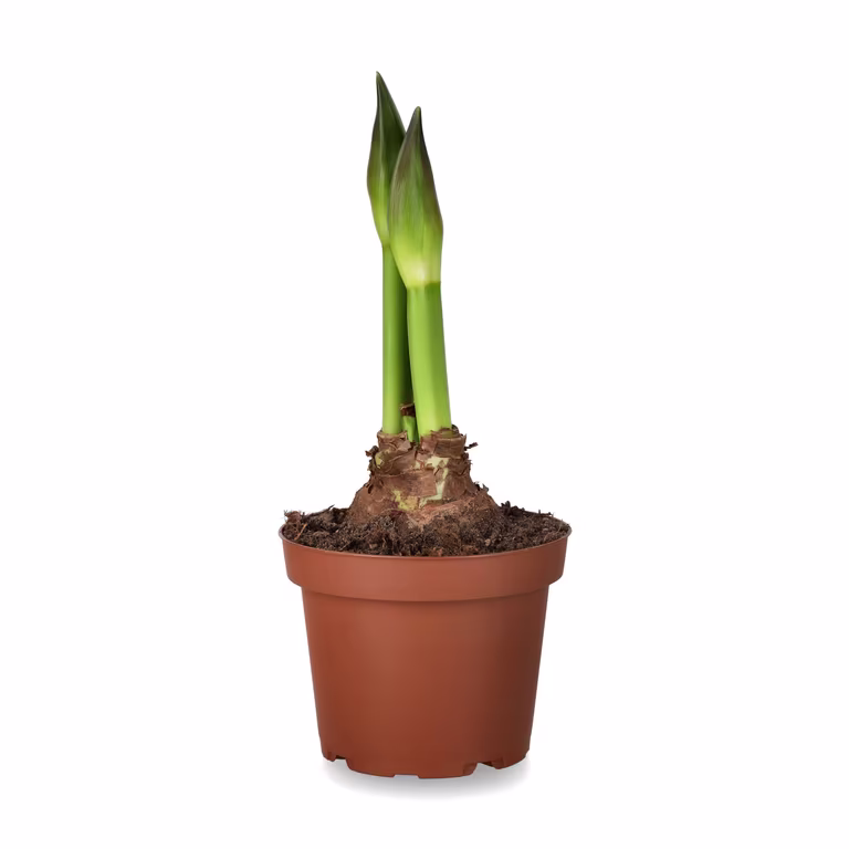 Amaryllis 'Ernst'