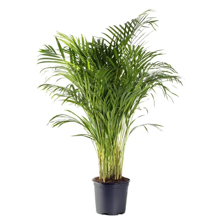 Guldpalm