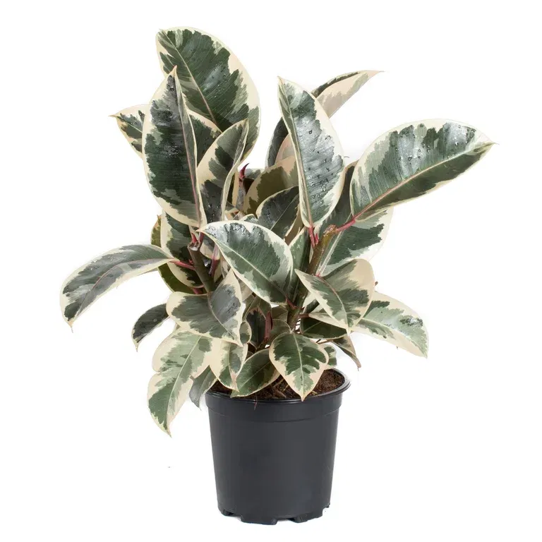 Ficus elastica 'Tineke' 17 cm