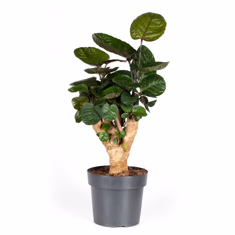 Nätaralia 'Fabian'