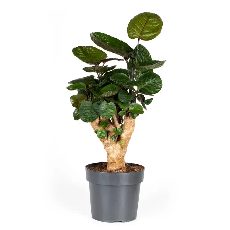 Nätaralia 'Fabian'