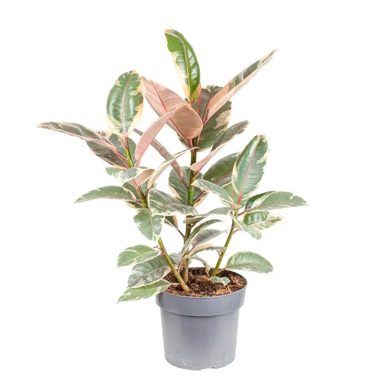 Ficus elastica 'Ruby' 24 cm