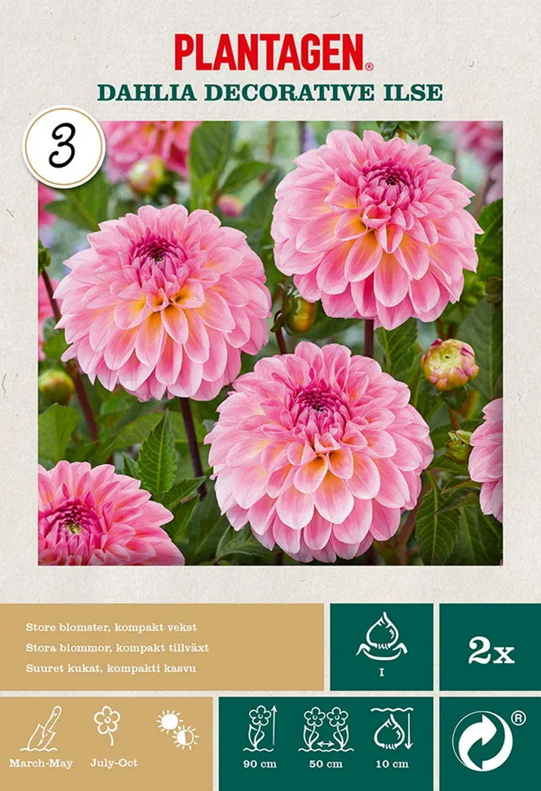 Dahlia 'Ilse'