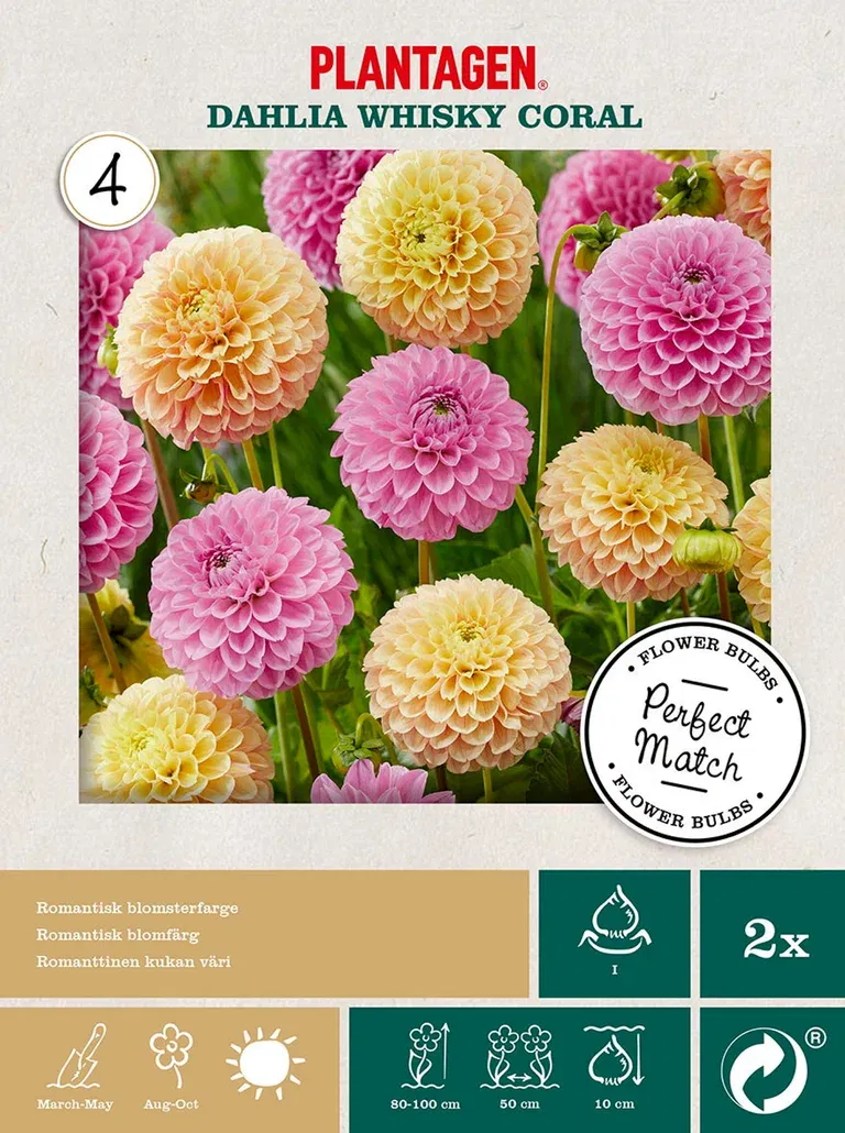 Dahlia mix Whisky Coral