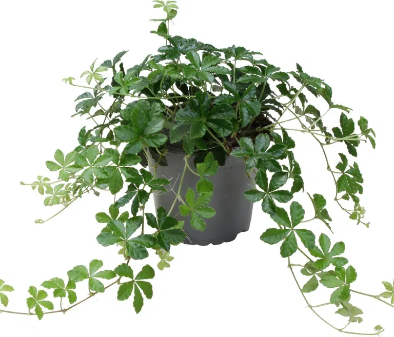 Cissus striata 12 cm
