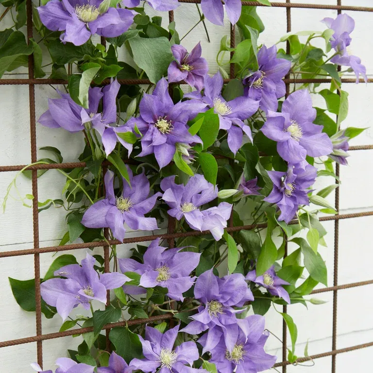 Tidig storblommig klematis BOULEVARD® OLYMPIA™