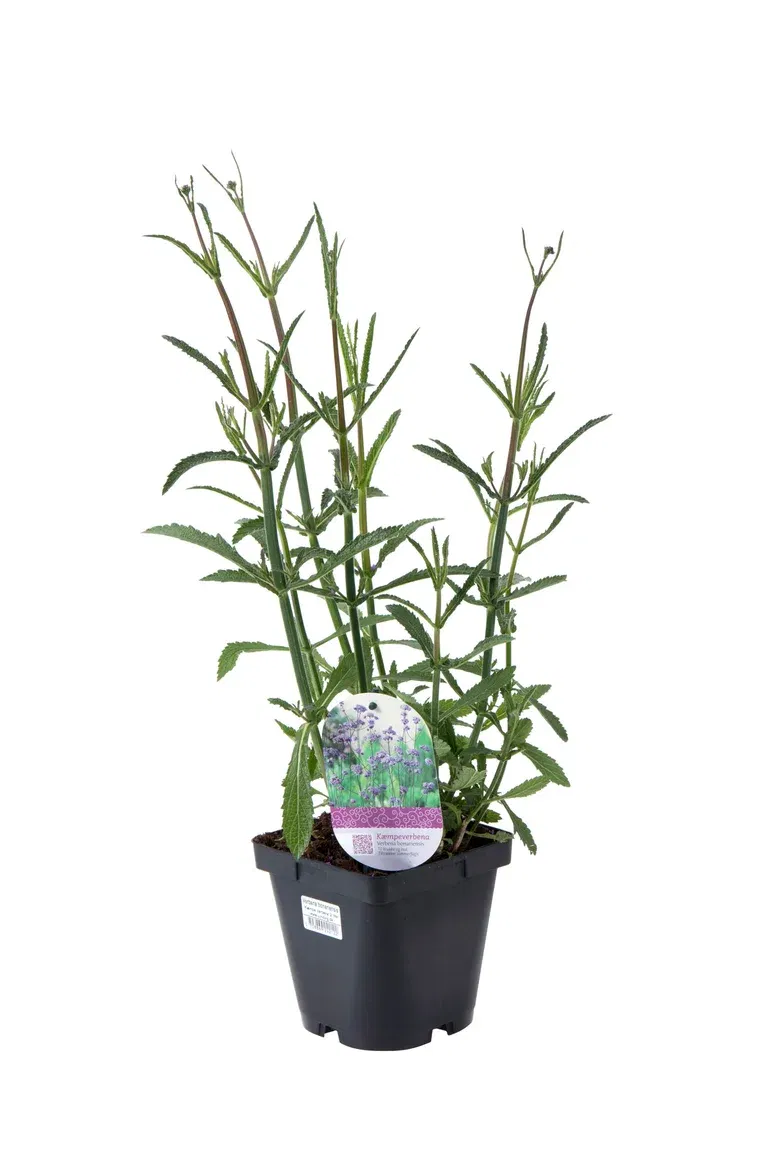 Jätteverbena