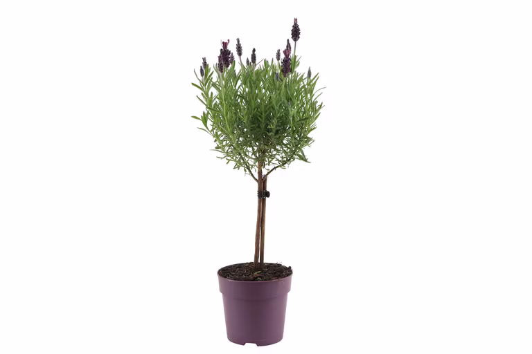 Lavandula stoechas stem Blue 12 cm