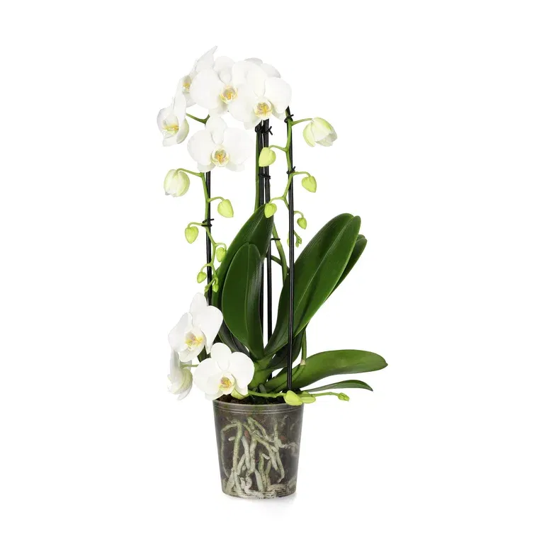 Phalaenopsis