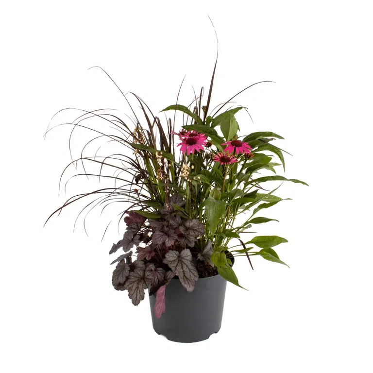 Samplantering Triple Beauty Stockholm