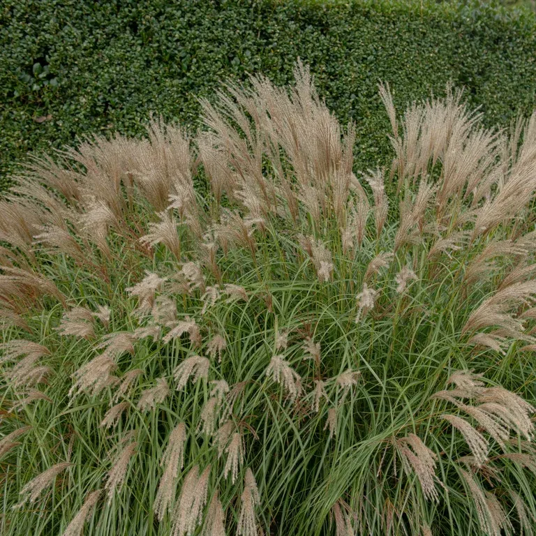Glansmiskantus 'Adagio'