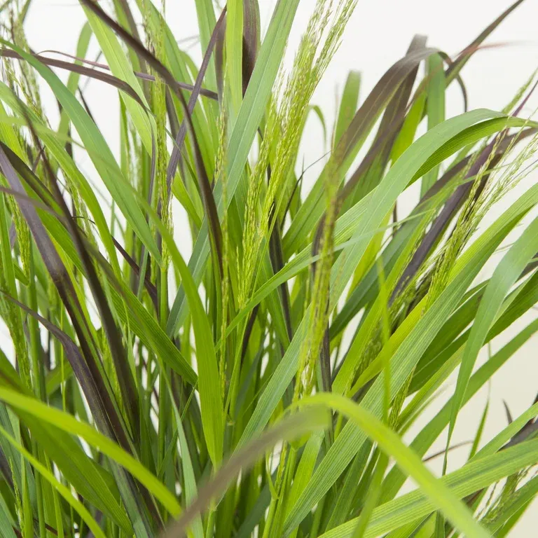 Jungfruhirs 'Squaw'