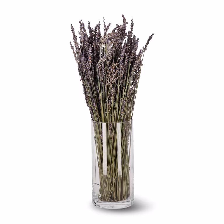 Lavendel Super Blue