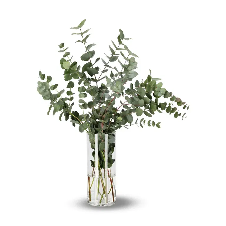 Eukalyptus 5-pack