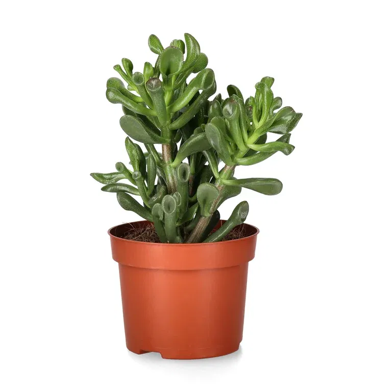 Crassula Trumpet Succulent Plant