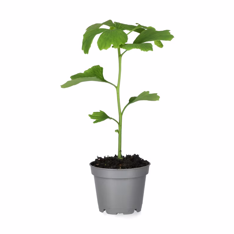 Ginkgo