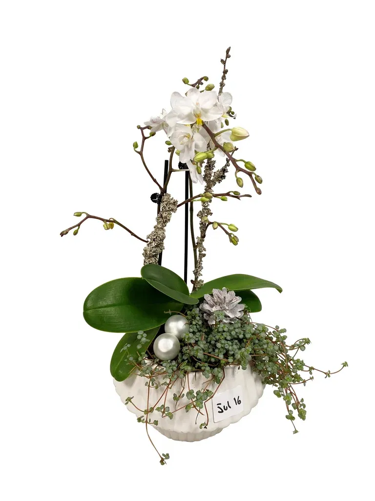 Christmas Dec. Phalanopsis in Ceramics