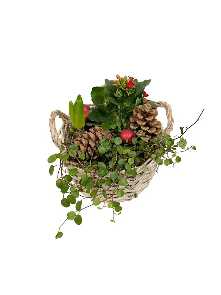 Christmas Dec. Small Kalanchoe & Hyachint