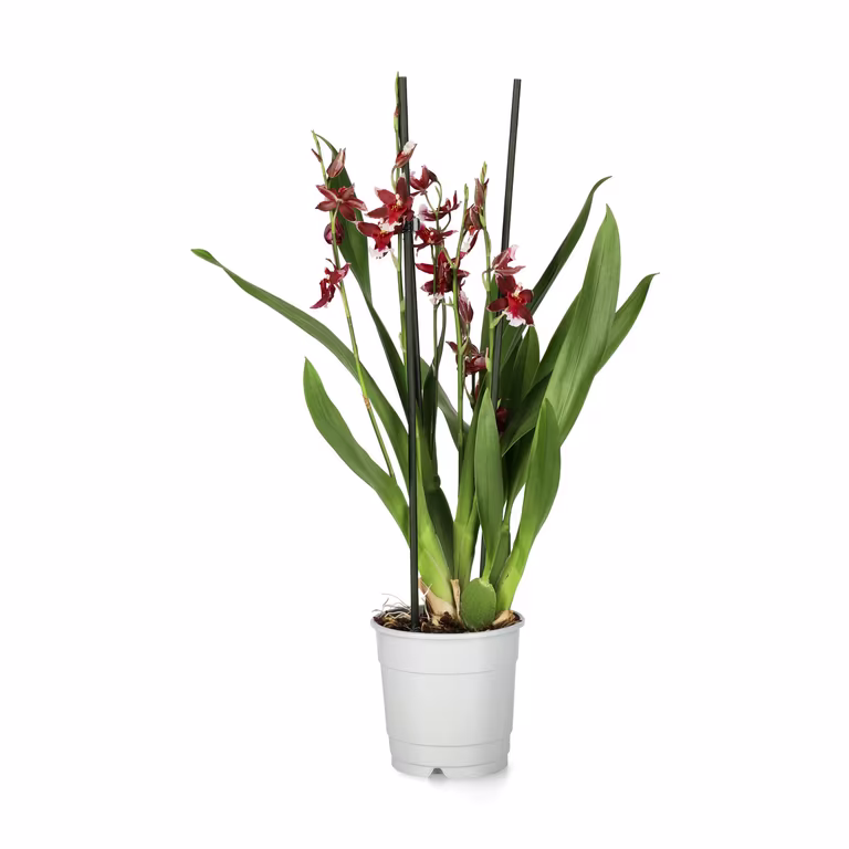 Cambria 'Barocco'