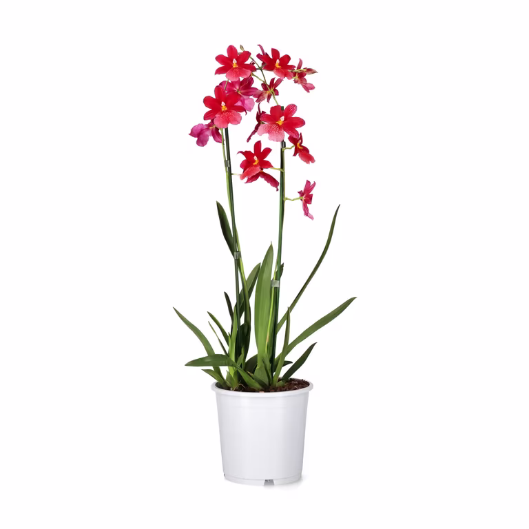 Cambria 'Nelly Isler'