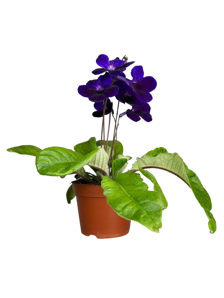 Streptocarpus 