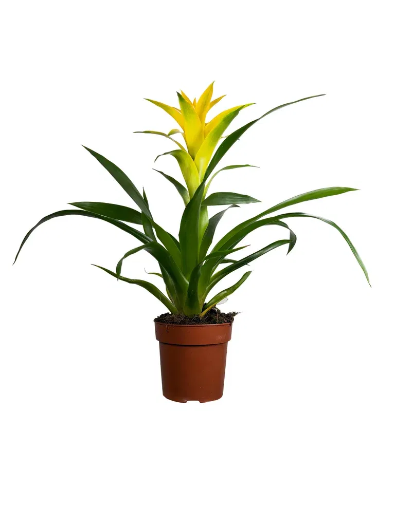 Guzmania mix