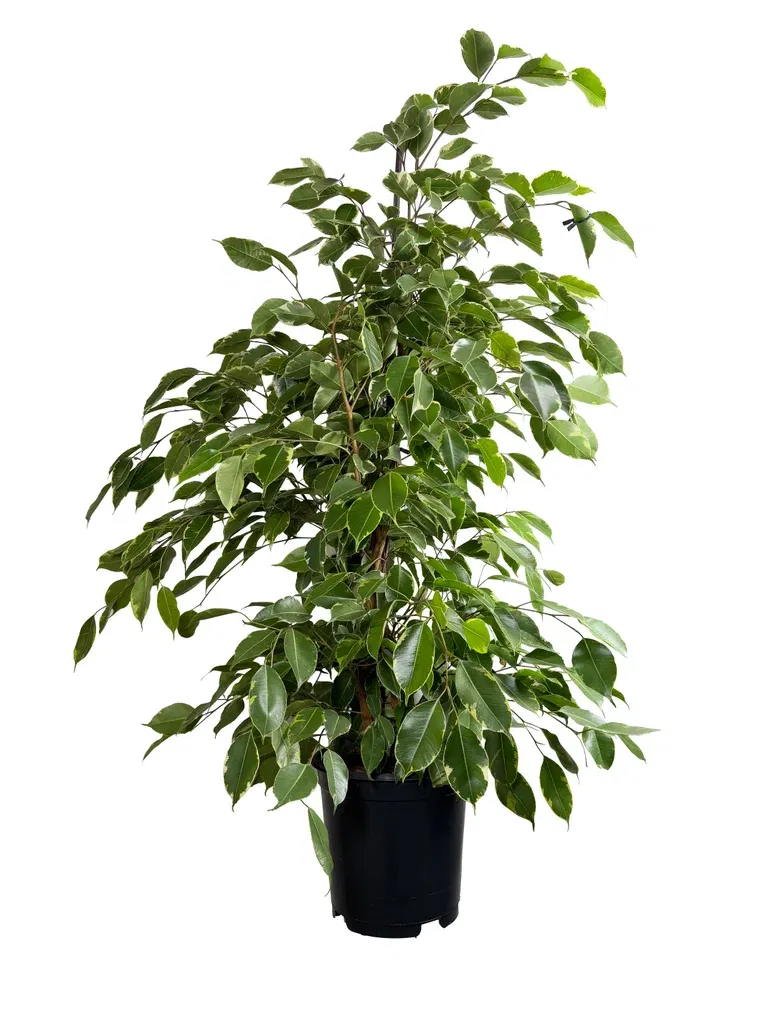 Benjaminfikus 'Golden King'