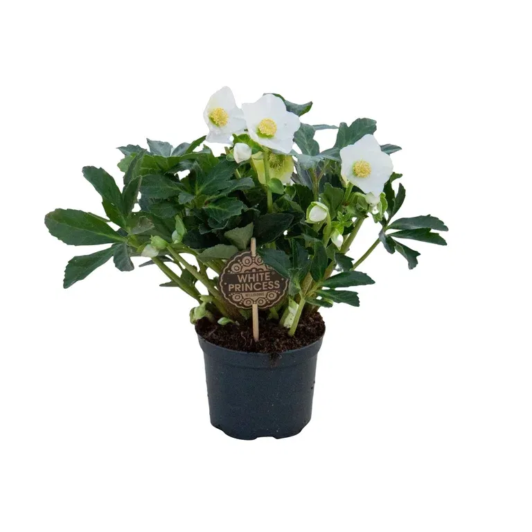 Julros 'White Princess'