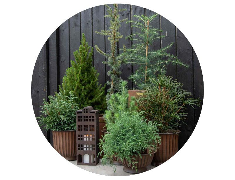 Image of Barrväxter