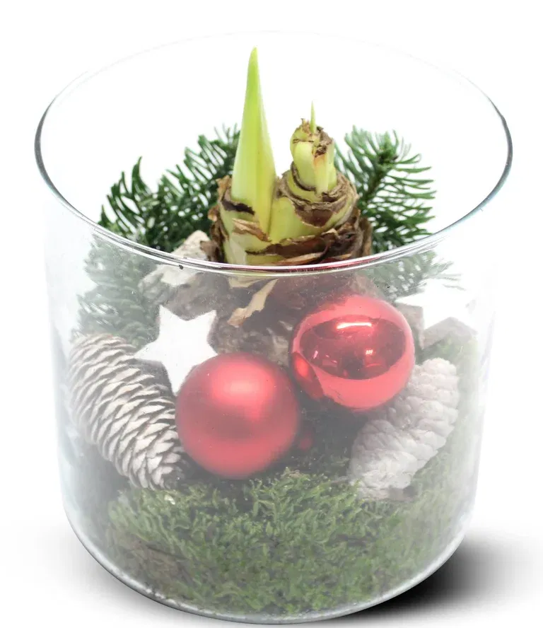 Red Amaryllys in Glas 15cm