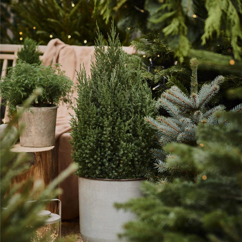 Image of Barrväxter