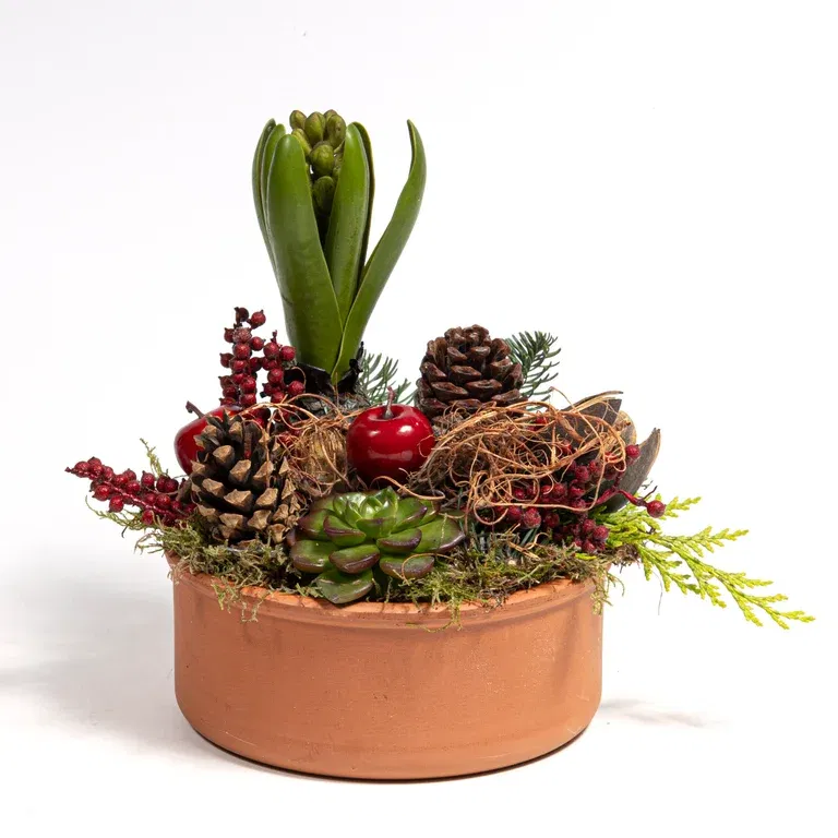 Hyacinth in Clay Pot