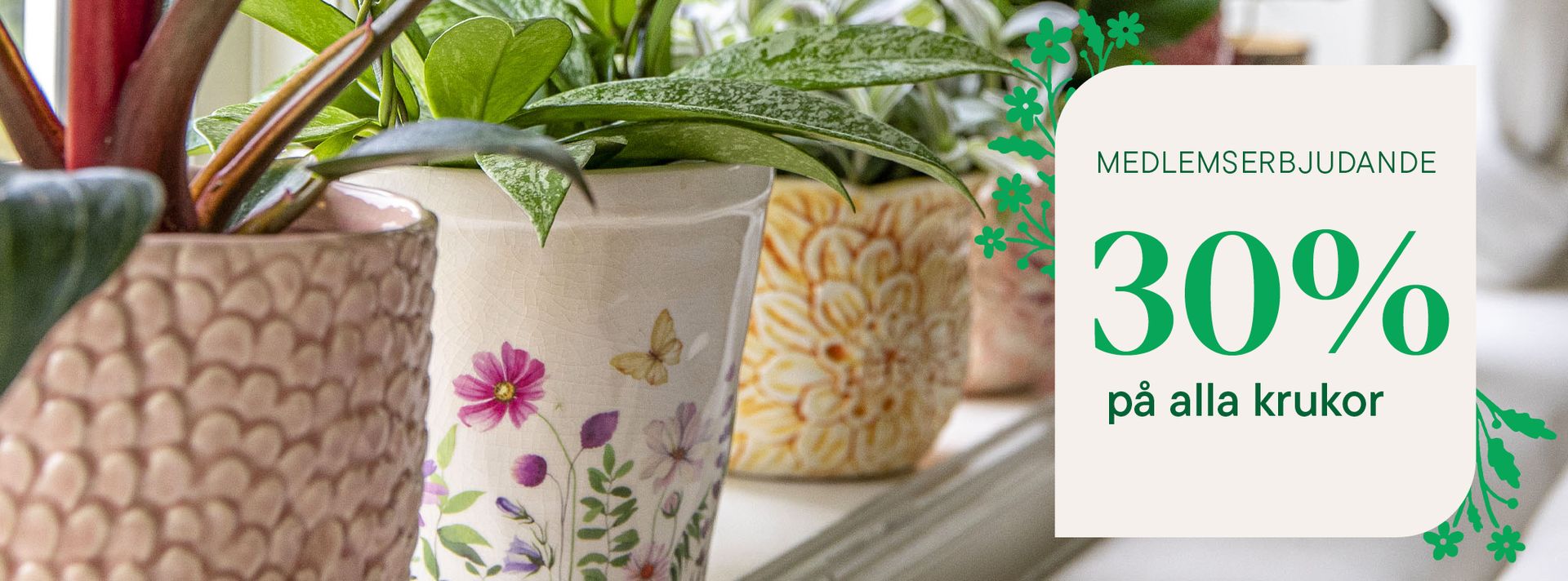 This is an image illustration of  Lavender – planting and care