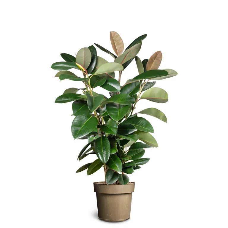 Fönsterfikus 'Robusta'