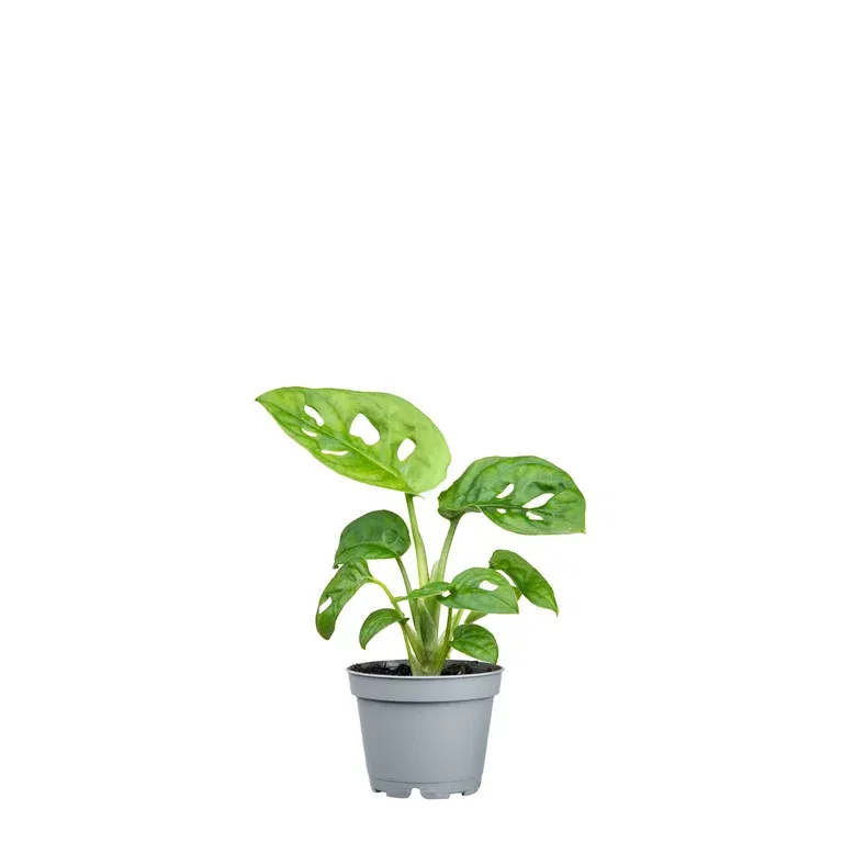 Liten monstera