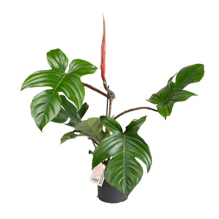 Philodendron squamiferum