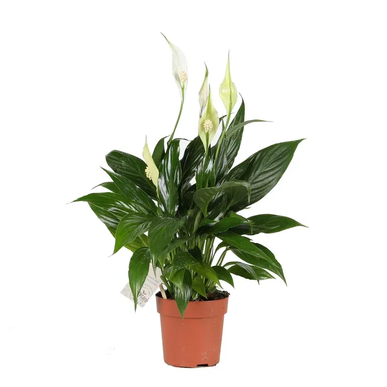 Spathiphyllum 'Crown'