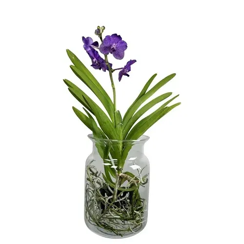Vanda i glaskruka
