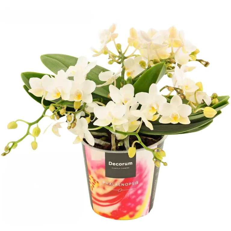 Brudorkidé 'Table Whitney'