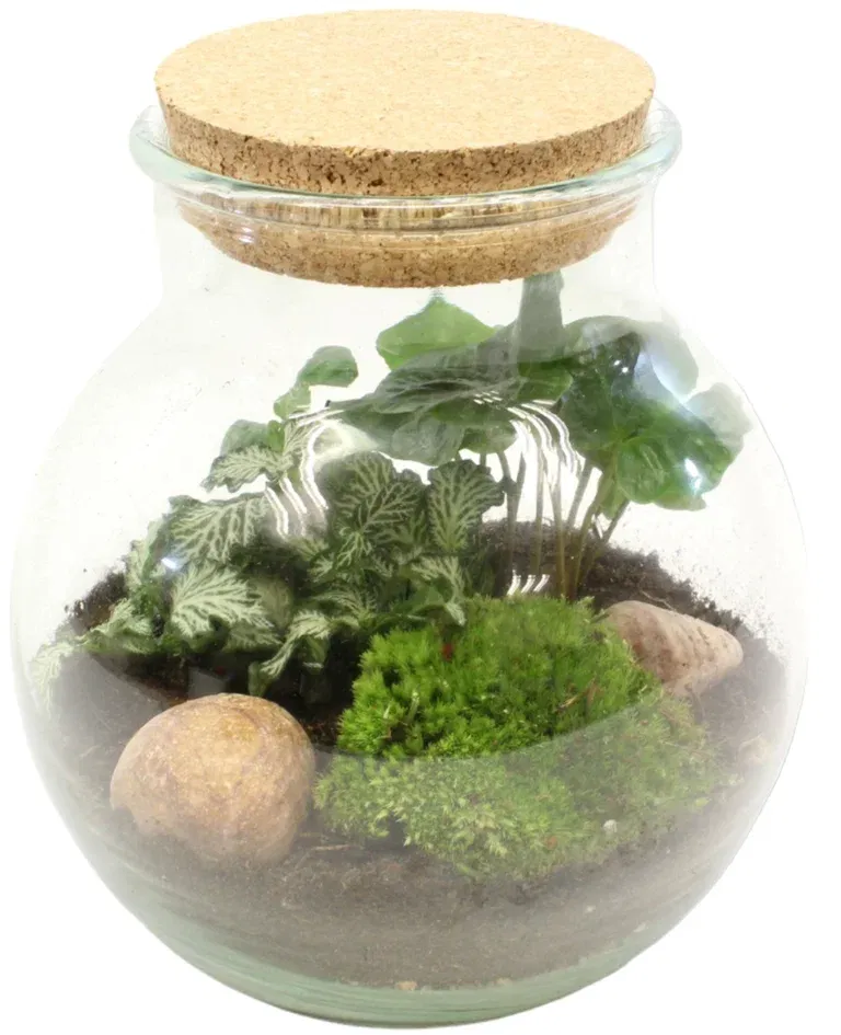 Terrarium 20 cm diameter