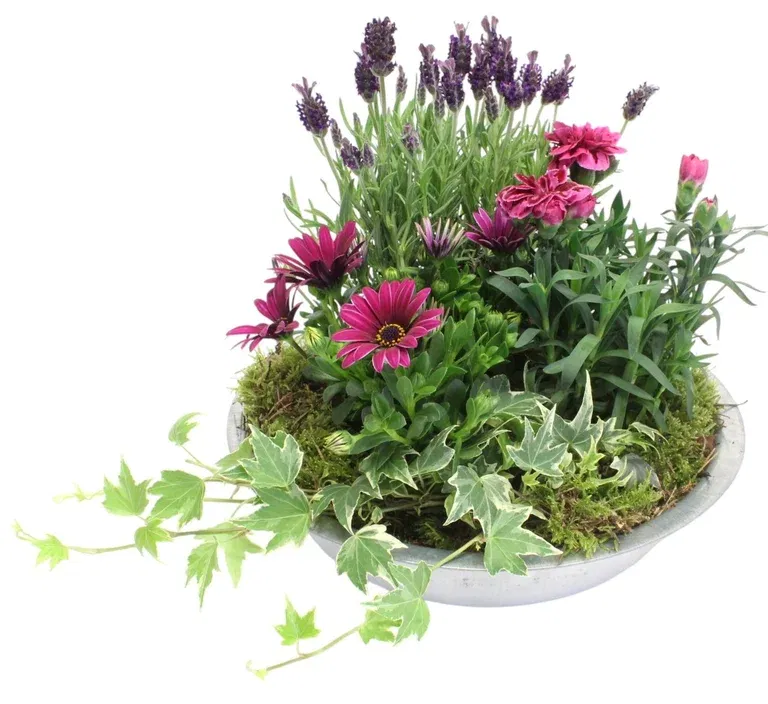 Summer arr. Lavendula in zink