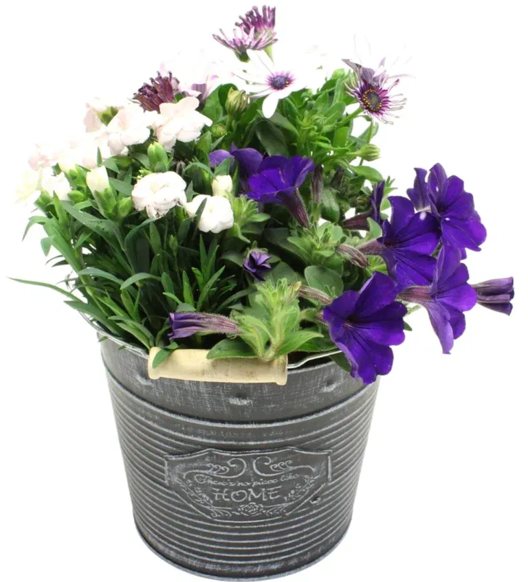 Summer arr. Dianthus in zink basket