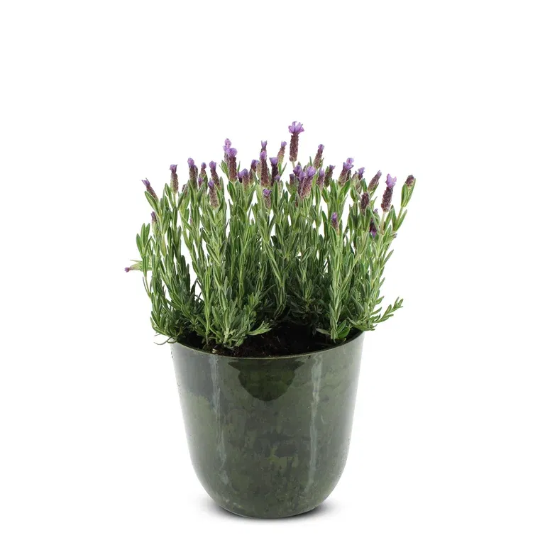 Summar dec. Lavendula in Pot